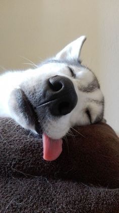 How to Get Dog Hair Out of Carpet